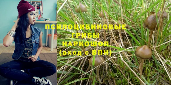 прущие грибы Медвежьегорск